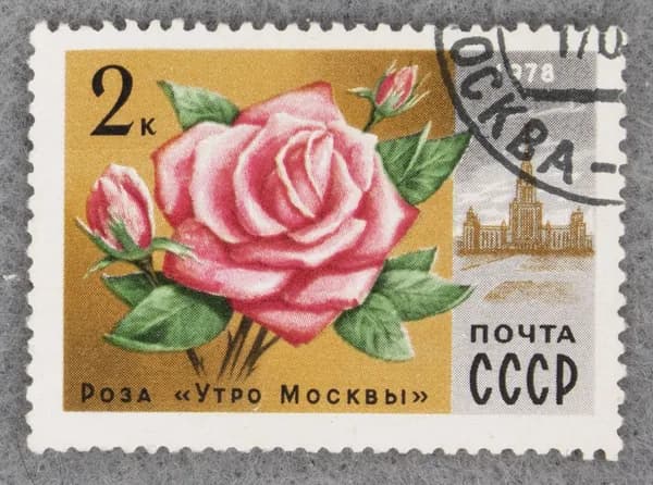 Почтовая марка "Роза "Утро Москвы". Номинал 2 коп. СССР. 1978 год. (Загорский 4773)