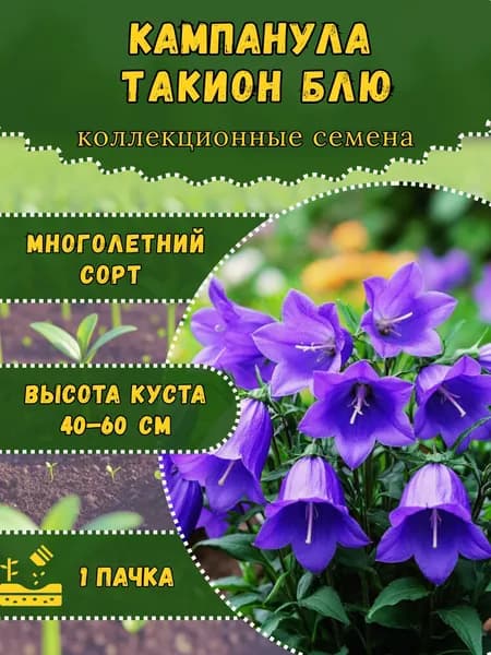 Семена колокольчика "Кампанула Такион Блю", 10 семян