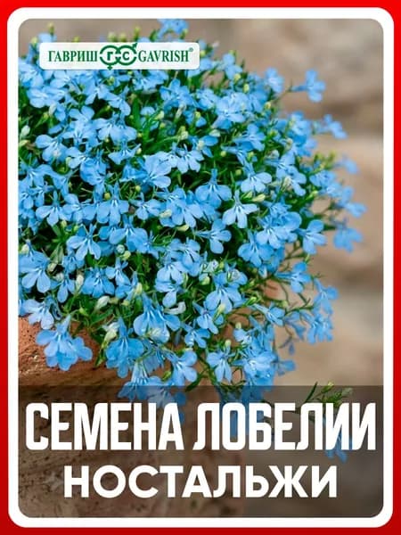 Семена Лобелия длинночерешковая "Ностальжи" 0,01 гр, однолетние цветы дома и для дачи, сада и огорода, в открытый грунт, в контейнер, на балкон.
