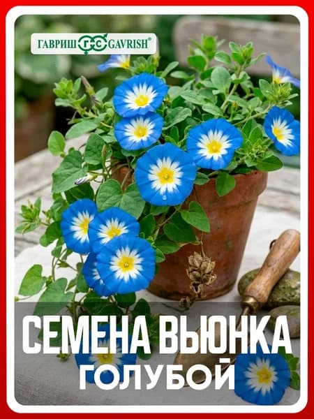 Семена Вьюнок трехцветный "Голубой" 0,5 гр, однолетние цветы для дачи, сада и огорода, клумбы, в открытый грунт, на рассаду, цветы из семян в домашних условиях.