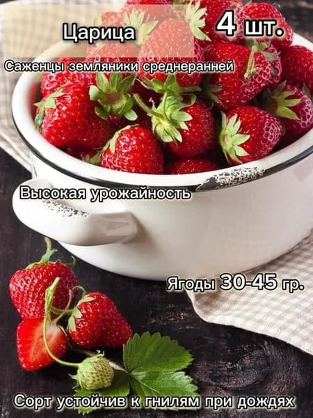 Саженцы клубники Царица