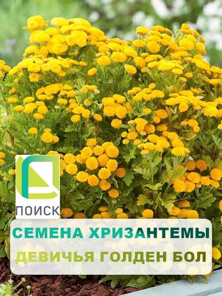 Семена Хризантема девичья "Голден Бол" 0,05 гр, однолетние цветы для дачи, сада и огорода, клумбы, в открытый грунт, на балкон, в ящик.