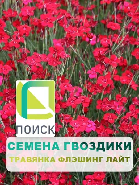 Семена цветов многолетних Гвоздика травянка "Флэшинг Лайт" 0,1 гр, для дачи, сада и огорода, клумбы, растения в открытый грунт, на рассаду.