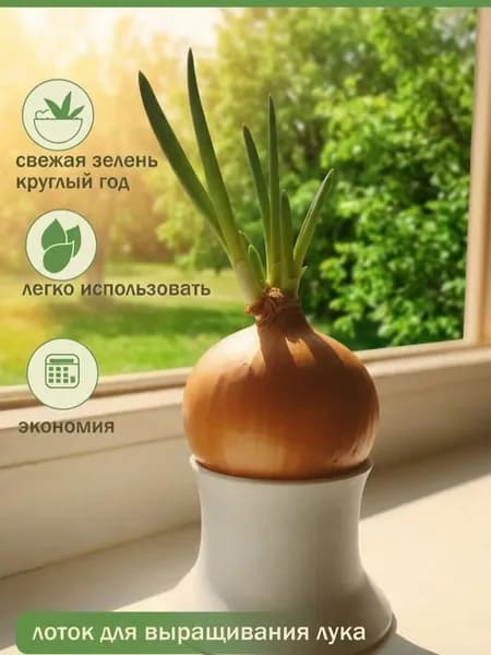 Лоток для выращивания лука на подоконнике