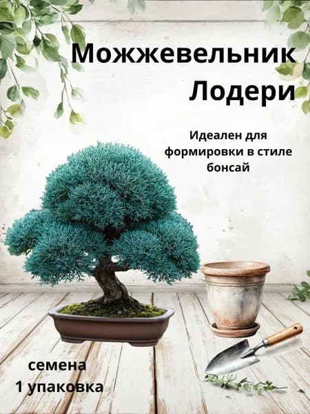 Можжевельник Лодери, семена бонсай, 10 шт