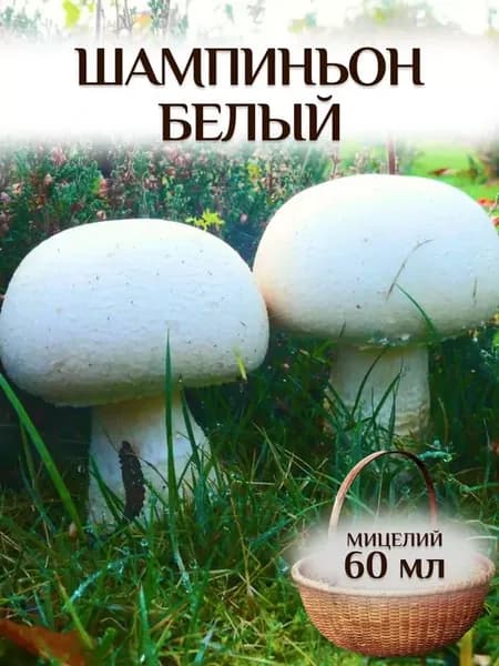 Шампиньон белый для выращивания