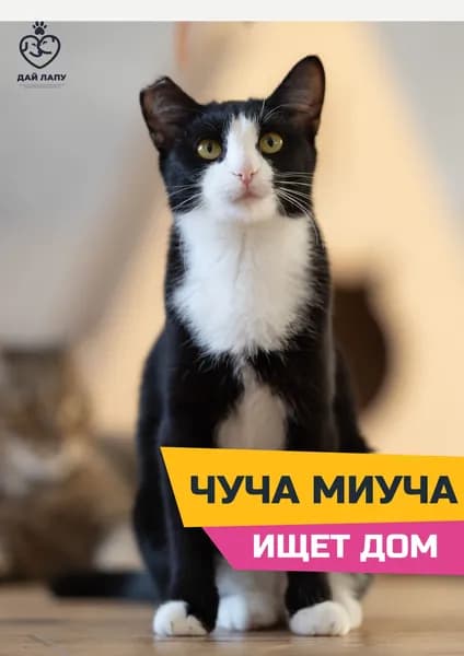 Помочь Чучи Миучи найти дом