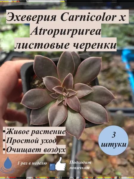 Эхеверия CARNICOLOR, TENAMPA листовые черенки