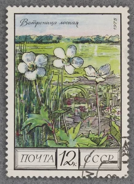 Почтовая марка "Ветреница лесная". Номинал 12 коп. СССР. 1975 год. (Загорский 4481)