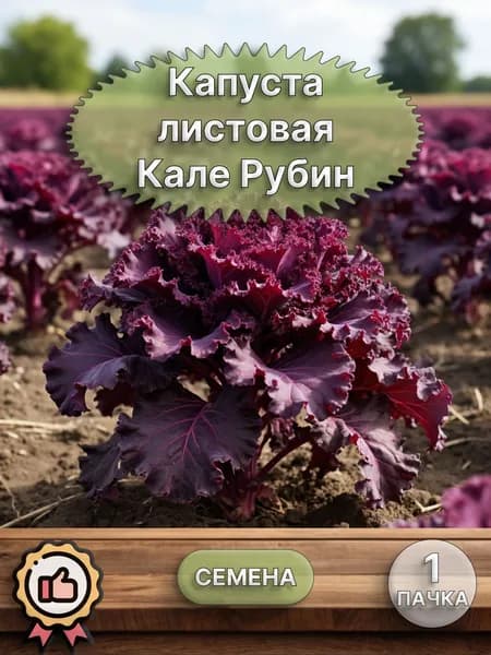 Капуста листовая Кале Рубин (семена)