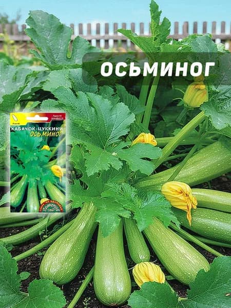 Кабачок цукини Осьминог скороспелый кустовой