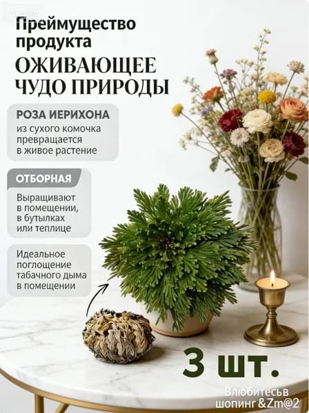 Сухоцветы 5.01 см 3 шт зеленый