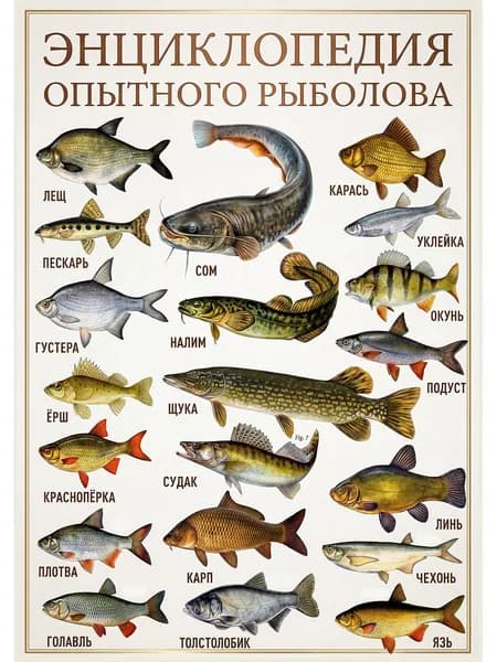 Постер "Энциклопедия рыболова" 30х21см