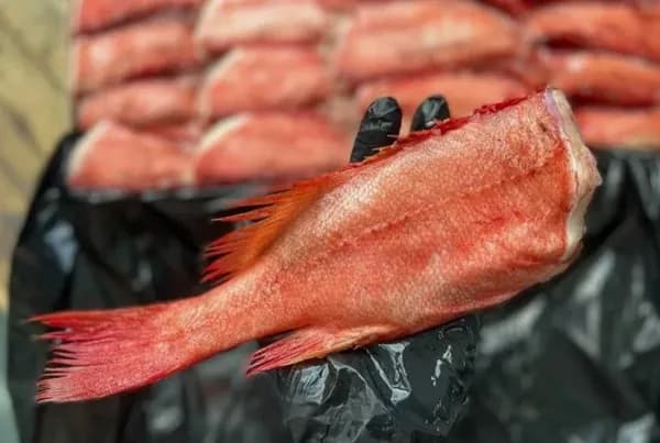 Окунь морской 6,500 кг ПБГ 300-500 гр. японский срез