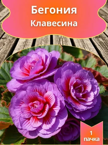 Бегония Клавесина , семена 10 шт.