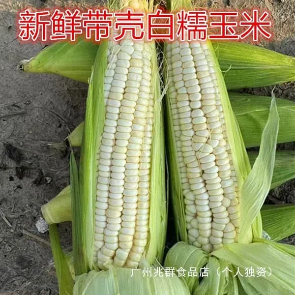Свежая белая клейкая кукуруза, собранная с ферм, старая сортовая, сладкая, клейкая и ароматная, овощ натурального происхождения