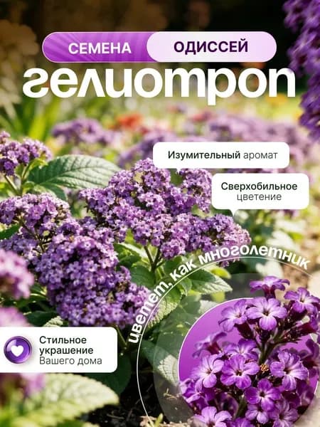 Гелиотроп "Одиссей" семена цветов однолетних ДО 2029 ГОДА, семена цветов для рассады, для дома, для открытого грунта