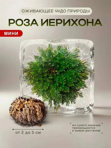 Сухоцветы Эпипремнум 5 см 1 шт темно-бежевый