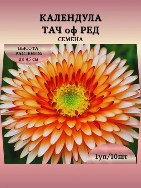 Календула "Тач оф Ред" семена, 1 пачка