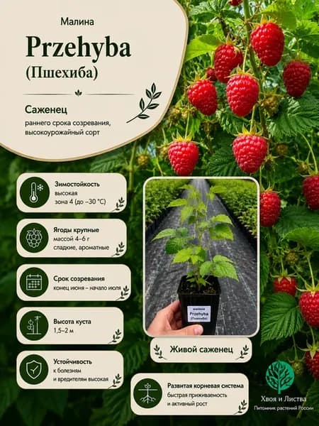Саженец Малина Przehyba (Пшехиба)