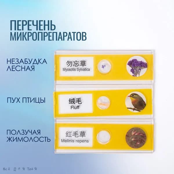 Набор микропрепаратов для микроскопа, препараты для опытов 12 штук (насекомые, животные, растения, овощи)