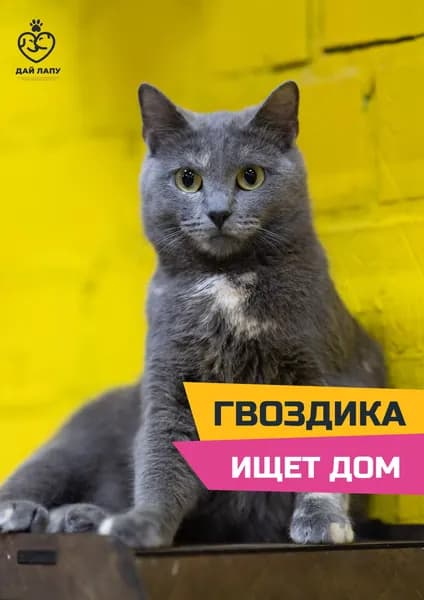 Помочь Гвоздике найти дом