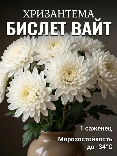 Хризантема саженец многолетняя кустовая Бислет Вайт