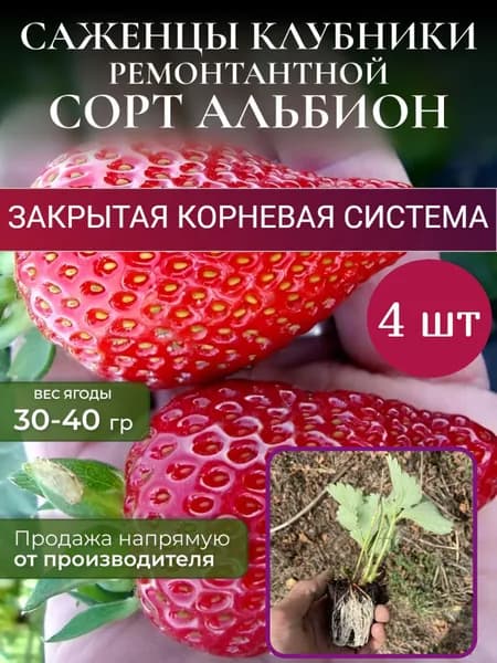 Саженцы клубники с закрытой корневой системой 4 шт