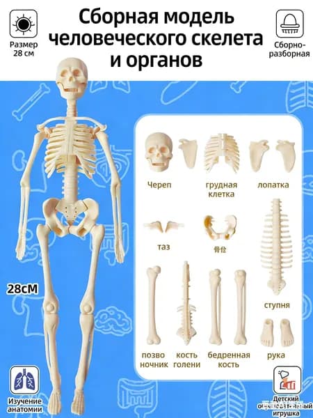 Сборная модель человеческого скелета и органов размером 28 см - детский образовательный игрушка, 3D-стерео, для изучения анатомии, сборно-разборная конструкция