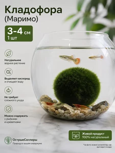 Кладофора Marimo для аквариума 3-4 см, живой декор, шарик водоросли, аквариумное растение, 1 шт.