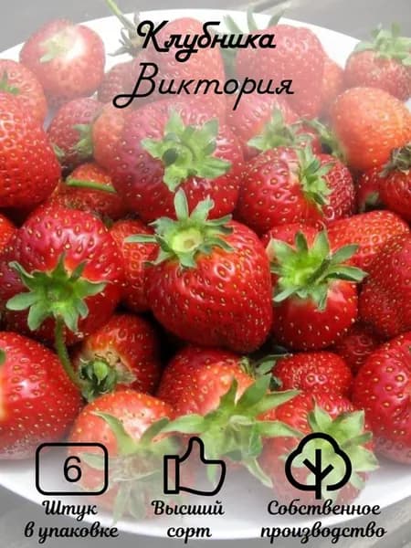 Клубника "Виктория"