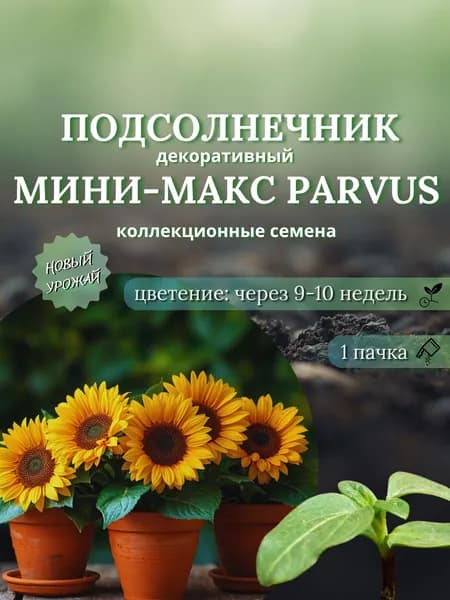 Подсолнечник Мини-Макс Parvus (декоративный), коллекционные семена, 10 шт.
