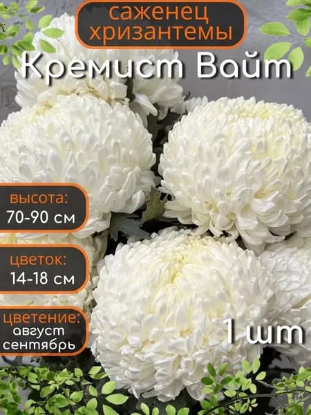 Саженцы Хризантема Кремист Вайт