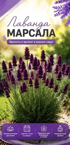 Лаванда Марсала саженец