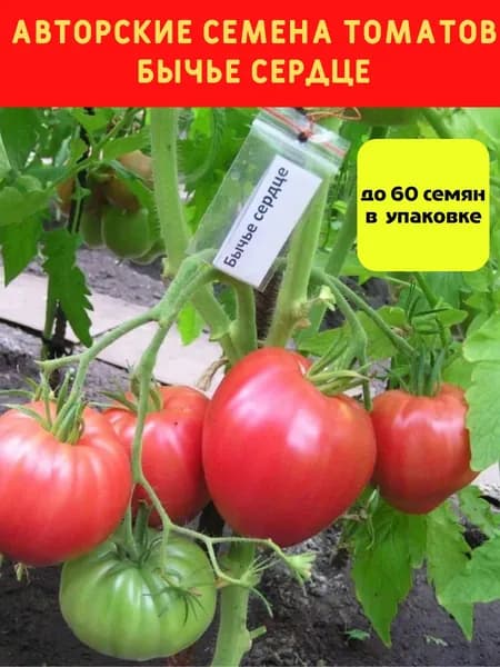 Томат Бычье сердце (крупноплодный) мясистые сладкие плоды, высокая урожайность