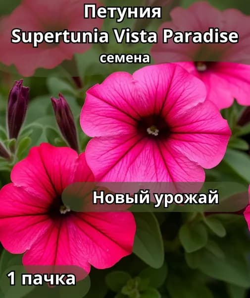 Петуния Supertunia Vista Paradise, семена 1пачка