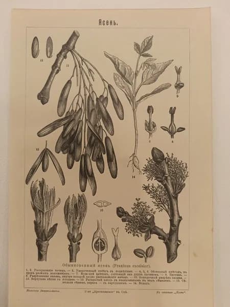 Литография из энциклопедии. Растения. Ясень. 1909г.