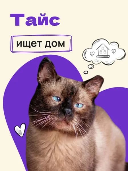 Помочь коту Тайсу найти дом
