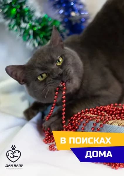 Помочь Рябину найти дом