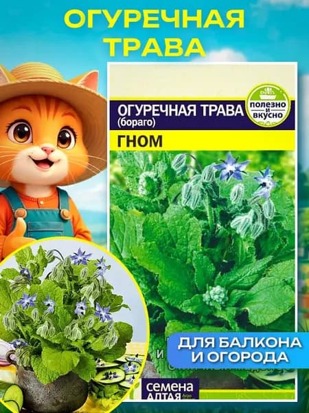 Огуречная Трава семена "Гном" 0,5 гр, семена зелени для огорода и подоконника
