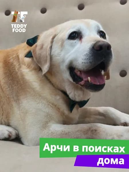Помочь Арчи найти дом