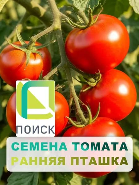 Семена Томат "Ранняя пташка" 0,1 г, овощи для дома, дачи и огорода, в открытый грунт, в теплицу, в парник