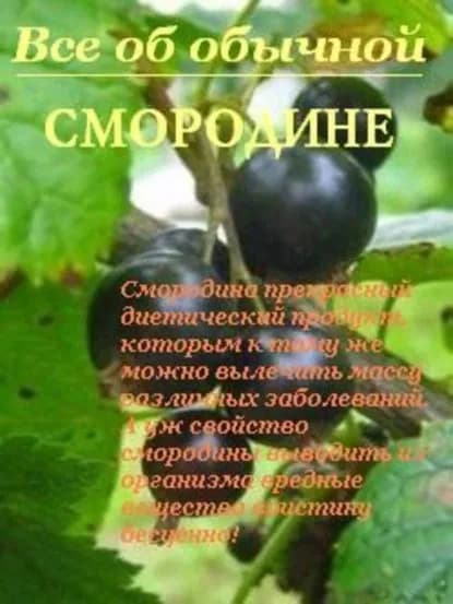 Все об обычной смородине | Дубровин Иван Ильич | Электронная книга