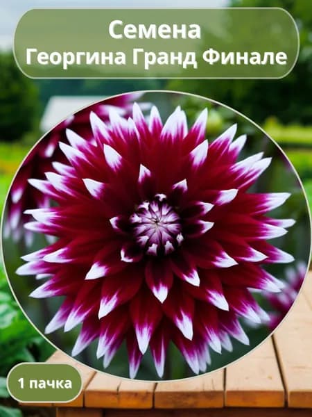 Георгина Гранд Финале, семена 10 шт