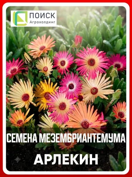 Семена Мезембриантемум "Арлекин" 0,3 гр, однолетние цветы для дачи, сада и огорода, клумбы, цветы из семян, в открытый грунт, в контейнер.