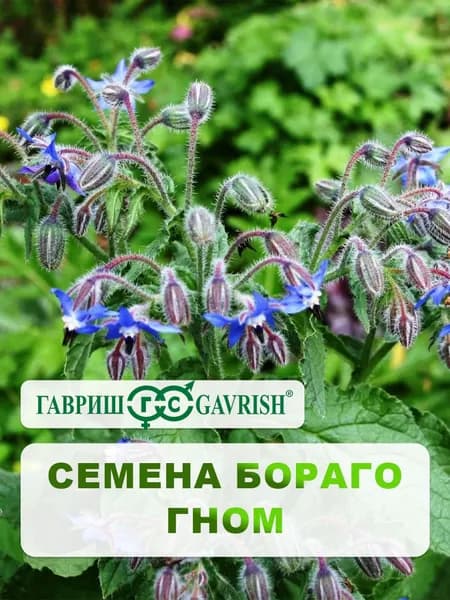 Семена Бораго Огуречная трава "Гном" 0,5 г, для дачи, сада и огорода, в открытый грунт