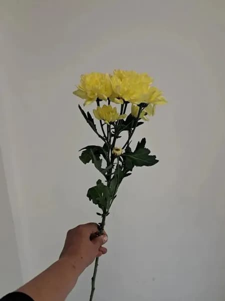 Ваш цветочный рай Букет, цвет желтый,  1 шт
