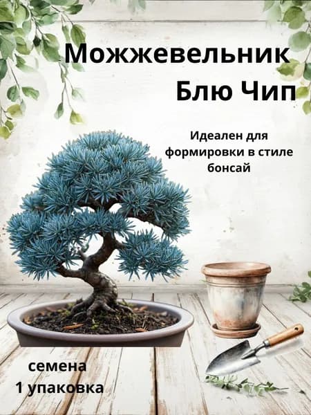 Можжевельник Блю Чип, семена бонсай, 10 шт