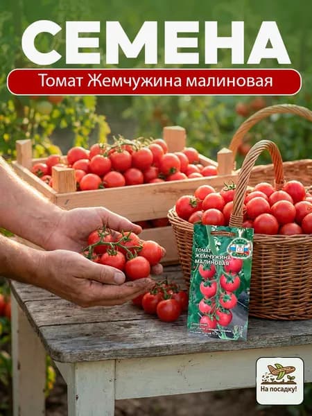 Семена Томат Жемчужина Малиновая 0,2 гр. / Седек