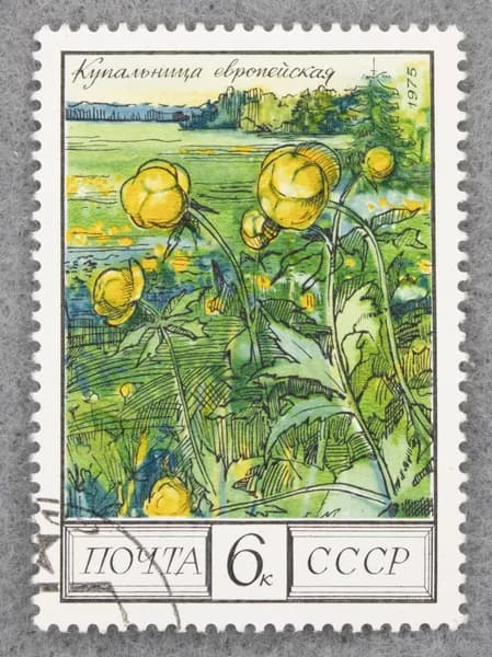 Почтовая марка "Купальница европейская". Номинал 6 коп. СССР. 1975 год. (Загорский 4479)